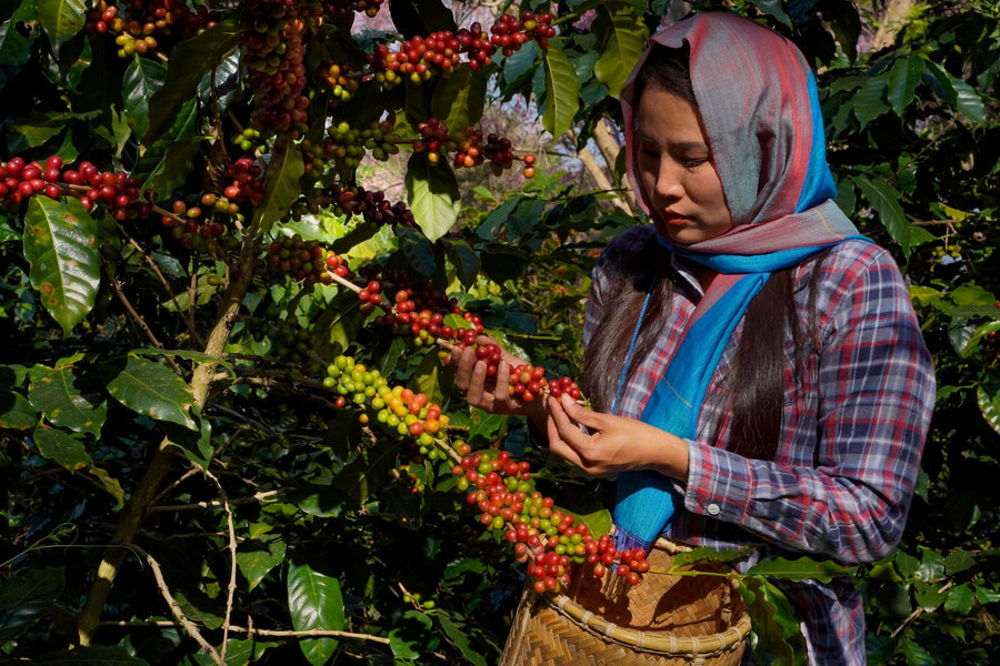 A woman in a plaid shirt and blue scarf harvests ripe red and green coffee cherries under bright sunlight, her woven basket at her waist—captured beautifully in the Woman Picking Coffee Wall Mural.