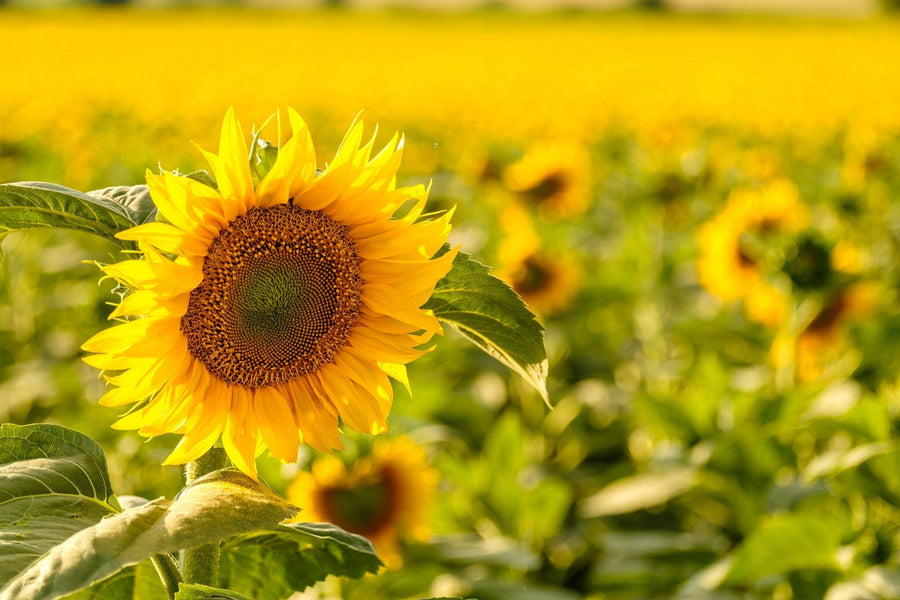 Close-up of a vibrant yellow sunflower in full bloom, facing slightly right. The detailed petals and textured center make the Sunflower 4 Wall Mural perfect for brightening any room with a peel and stick custom mural.