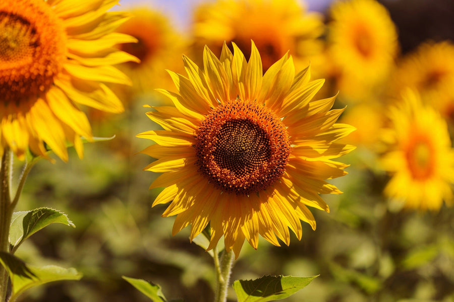 Yellow and Orange Sunflowers Wall Mural - Peel and Stick Wall Murals Peel and stick Wall Mural Color Original Custom Size