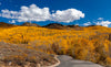 Fall Foliage at Wasatch Mountain State Park in Utah Wall Mural