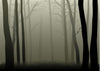 Misty Woods Wall Mural Wallpaper Mural Photo Color Original Custom Size