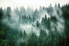 Misty Foggy Mountain Landscape with Fir Forest Wall Mural Wallpaper Mural Deposit Photo Color Original Custom Size