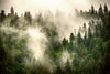A mystical atmosphere is formed by a misty evergreen forest, with sunlight highlighting the green foliage and the treetops partly obscured, making it ideal for a custom printed mural. This enchanting scene is captured in our Misty Mountain Landscape Wall Mural.