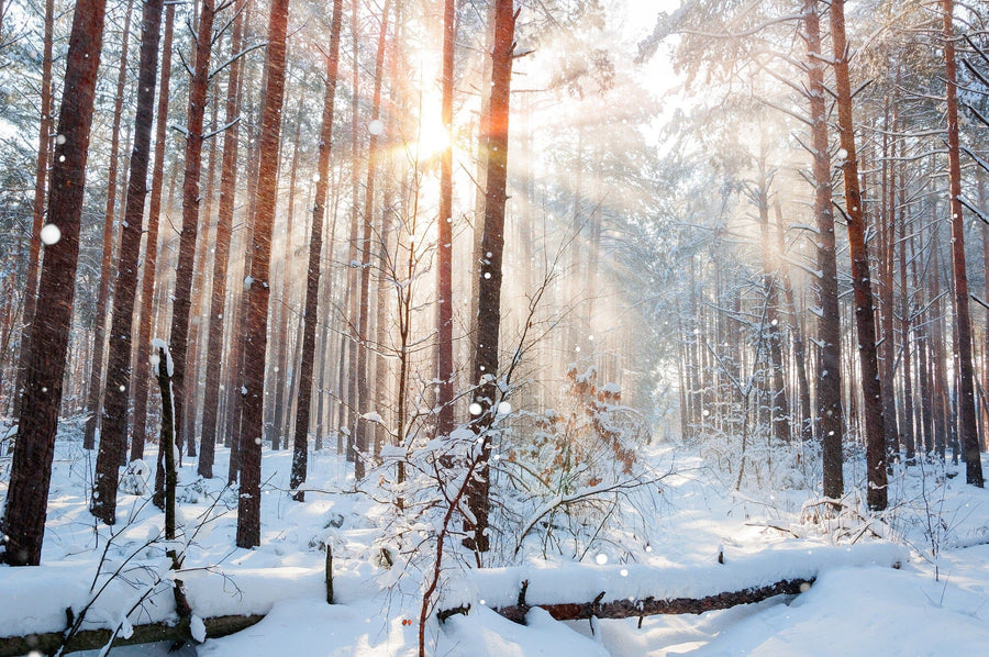 winter forest with sunlight filtering through the trees – Peel and Stick Wall Murals