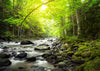 Mountain River in the Wood Wall Mural Wallpaper Mural Deposit Photo Color Original Custom Size