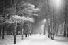 A snow-covered park path with bare birch trees at night resembles the "Snowstorm in a Birch Tree Park Wall Mural." The scene includes softly glowing streetlights, two figures walking in the distance, and gently falling snowflakes, creating a serene winter ambiance.