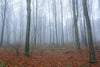 November Morning Misty Forest Wall Mural Wallpaper Mural Photo Color Original Custom Size