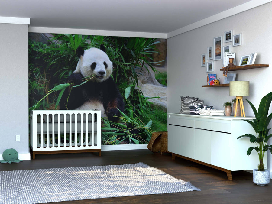 A nursery featuring the Giant Panda Eating Bamboo Wall Mural, a crib, white dresser with baby items, a plant, rug, and wall shelf with framed pictures and a plush toy. The room has wooden floors and gentle natural lighting.