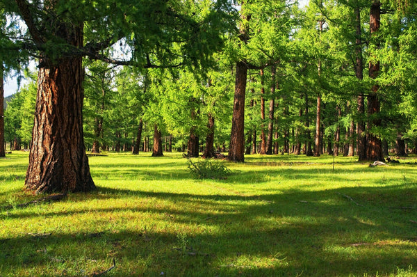 Old Pine Forest with Green Grass Wall Mural Wallpaper Mural Deposit Photo Color Original Custom Size