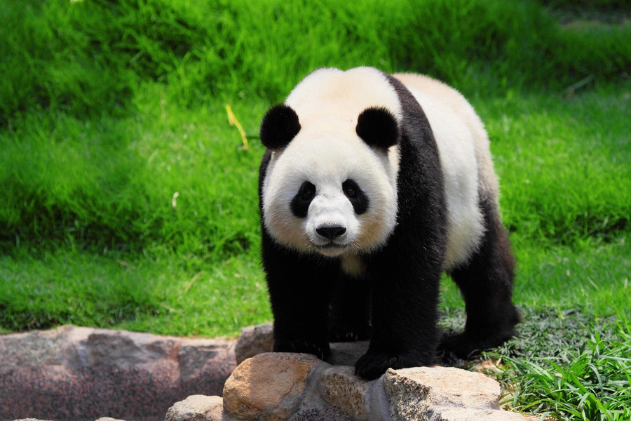A nursery with a white crib, dresser, and shelves features the Panda Bear Wall Mural showing a giant panda on grass and rocks. Wood floors, a rug, and soft lighting complete the cozy space.