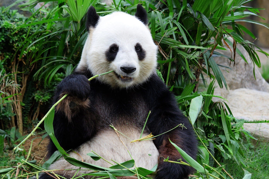 A bright nursery with a white crib, dresser, and shelves showcases the Panda Eating Bamboo Wall Mural. Peel and Stick Wall Murals, plants, baskets, and toys add warmth to this cozy space with dark wood floors and a gray rug.