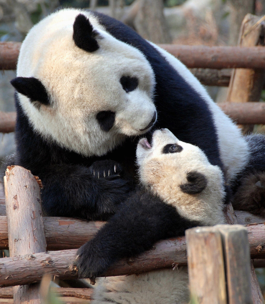 Panda Mother and Cub Wall Mural Peel and stick Wall Mural photo Color Original Custom Size