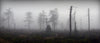 Panoramic View of Mystical Silhouettes of Trees in Fog Wall Mural Wallpaper Mural Photo Color Original Custom Size