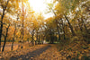 Pathway in Autumn Park Wall Mural Wallpaper Mural Deposit Photo Color Original Custom Size