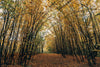 Pathway with Golden Fallen Leaves in Autumn Forest Wall Mural Wallpaper Mural Photo Color Original Custom Size