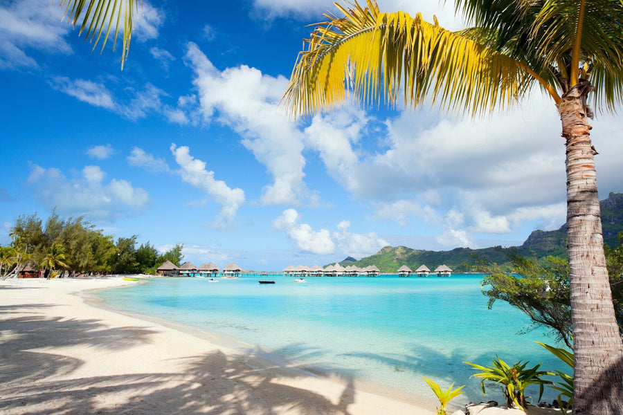 A modern living-dining room features wooden floors, mid-century furniture, and the Perfect Beach on Bora Bora Wall Mural, showcasing palm trees, blue sky, and turquoise water for a vibrant and relaxing indoor vibe.