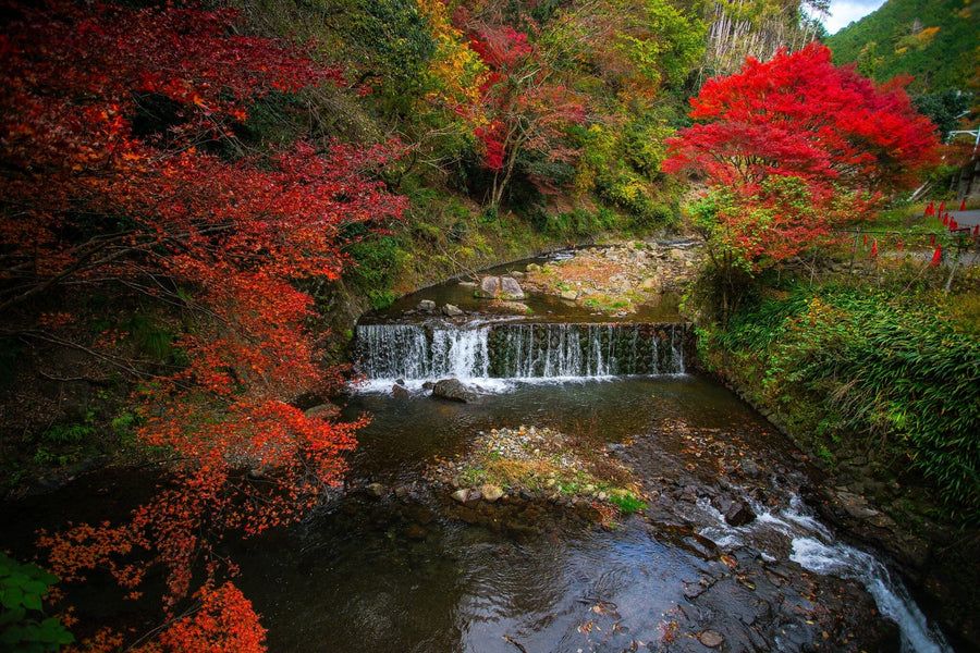 A modern open-plan living and dining area with wood flooring, teal chairs, a wooden table, and a kitchen in the background. The focal wall features the Picturesque Autumn Scene Wall Mural showcasing a forest waterfall.