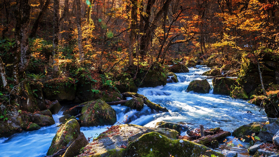 A modern open-concept living and dining room with wood floors, blue chairs, and a bright feel features contemporary wood furniture, pendant lights, and a Picturesque Mountain Stream Wall Mural as the focal point.
