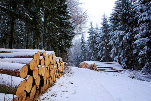 Snow-covered forest road with pine logs