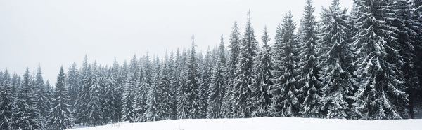 Pine trees forest covered in snow under a white sky – Peel and Stick Wall Murals