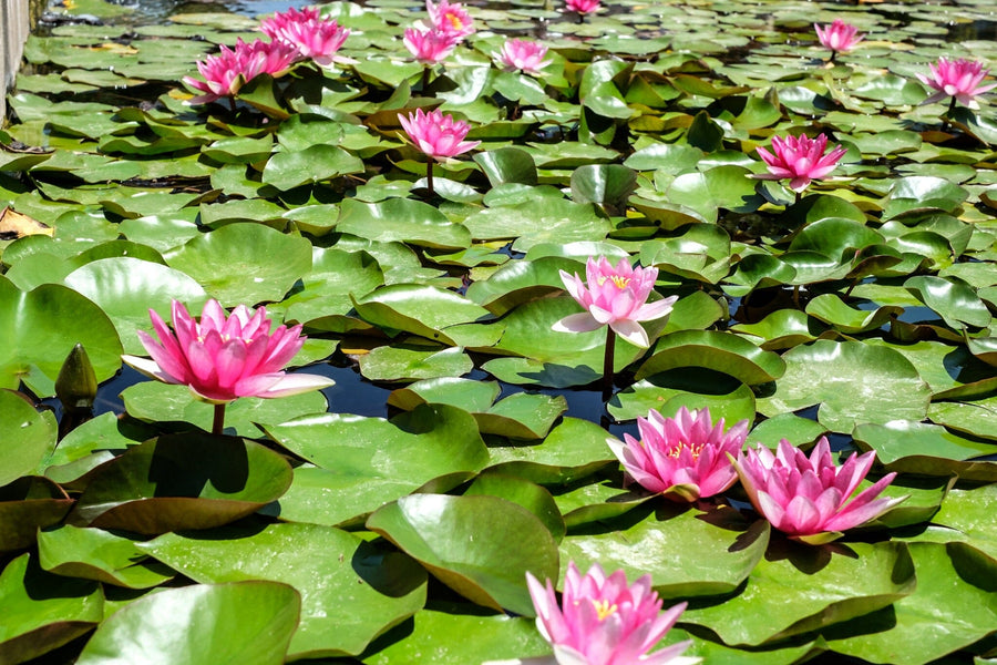 A modern open-plan living and dining room with wooden floors and mid-century furniture features the Pink Waterlily Wall Mural, creating a vibrant focal point with pink water lilies and green lily pads for a nature-inspired look.