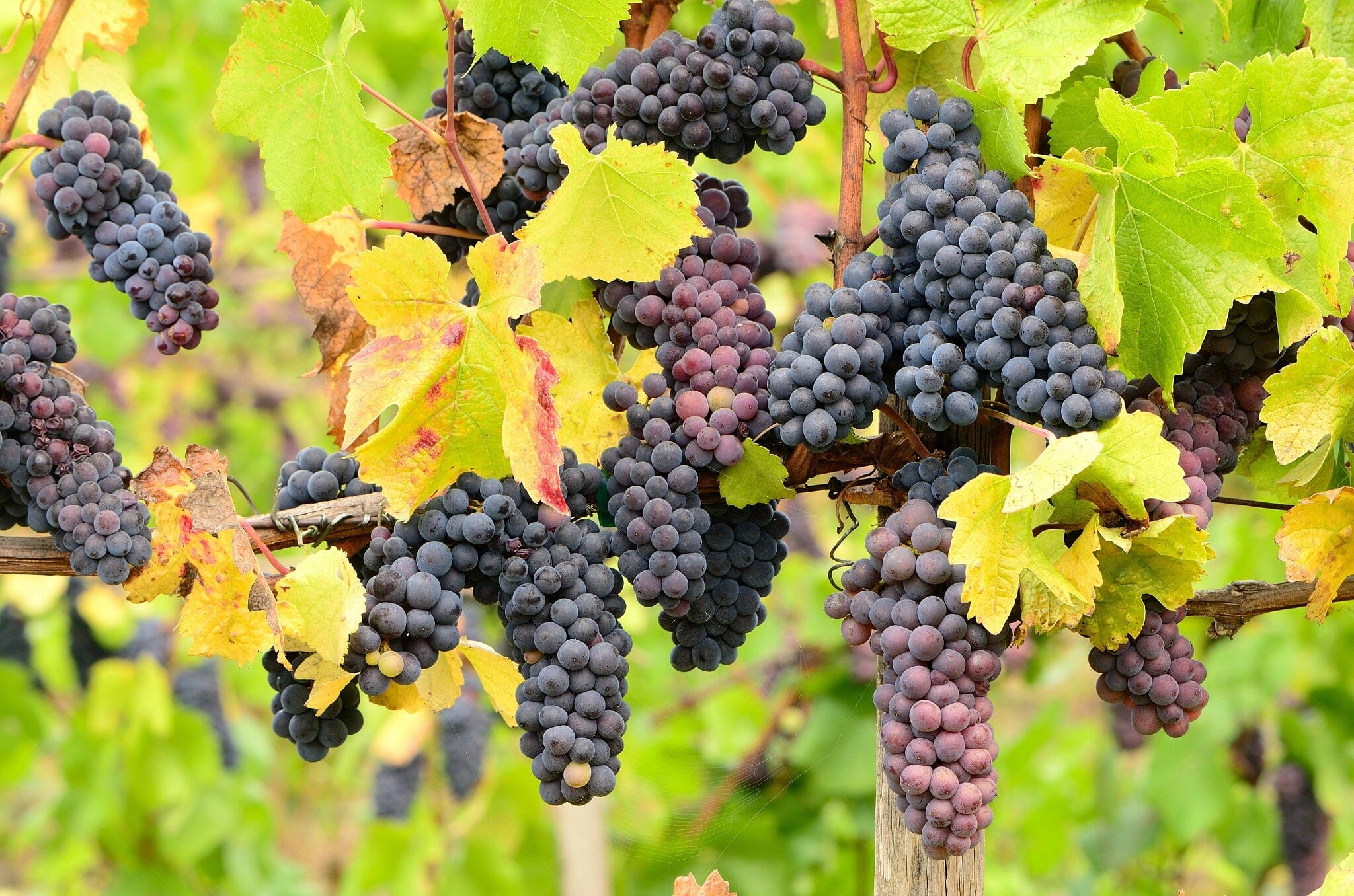 Pinot Grapes Wall Mural - PASWM