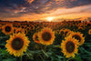 Transform your space with the Radiant Field Glow Wall Mural—a vivid scene of sunflowers under a dramatic sunset. Removable and easy to install, this mural fills any room with golden light, creating an inviting summer atmosphere indoors.