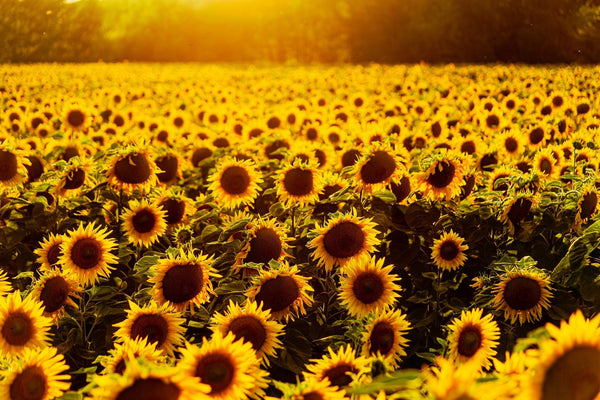 The Radiant Sunflower Horizon Wall Mural by Deposit photo captures a vast, serene landscape of sunflowers with vibrant yellow petals and dark brown centers basking in warm sunlight, set against a backdrop of blurred trees.