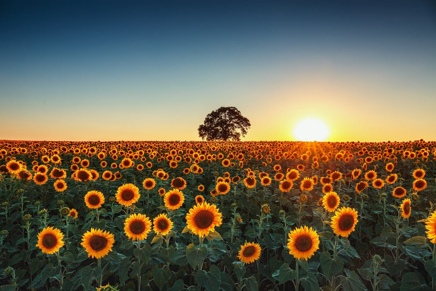 Radiant Sunset Over a Blooming Sunflower Field Wall Mural Wallpaper Mural Color Original Custom Size