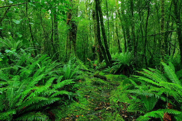 Rainforest Fern Path Wall Mural Wallpaper Mural Deposit Photo Color Original Custom Size