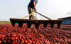 Showcasing the Raking Cherries Wall Mural: a low-angle view of a person spreading red coffee cherries with a wooden rake, their lower body and hand visible, set outdoors with a building in the background—ideal for custom printed murals.