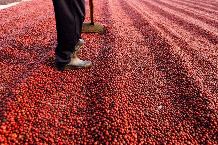 A modern cafe with large windows and wooden tables features the vibrant "Raking Ripe Coffee Cherries Wall Mural" showcasing legs, shoes, and drying red coffee cherries. Small plants and hanging lights add warmth to the inviting space.