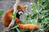 Red Panda Peel and Stick Wall Mural Peel and stick Wall Mural photo Color Original Custom Size