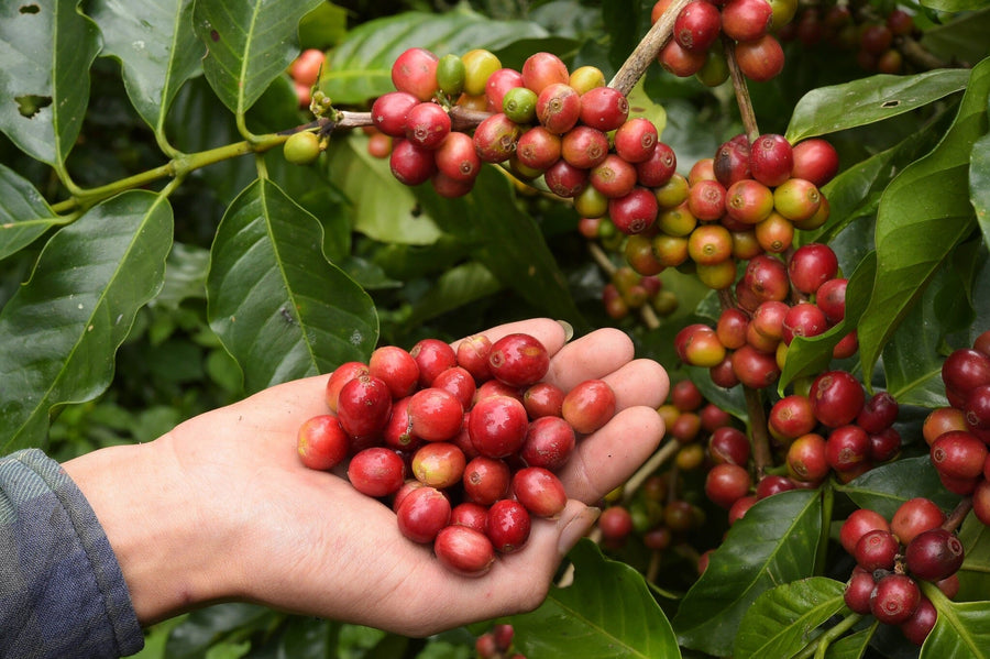 A modern café interior features wooden tables, chairs, and hanging lights. The back wall displays the Ripe Coffee Wall Mural showing hands holding red coffee cherries. Small plants accent tables by the windows.