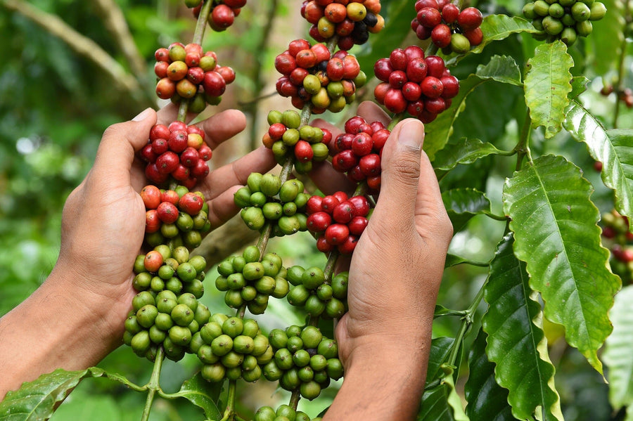 A modern café interior with wooden tables and chairs is enhanced by the "Ripe and Green Coffee Beans Wall Mural," depicting hands holding red and green coffee cherries to create a vibrant, natural atmosphere.
