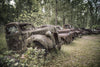 Rusty Abandoned Cars Wall Mural - Peel and Stick Wall Murals Peel and stick Wall Mural photo Color Original Custom Size