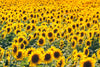 Transform any room with the Sea of Sunflowers Wall Mural—a vibrant panorama of tall, sunlit yellow sunflowers stretching to the horizon. Perfect as a custom printed mural or removable wallpaper to instantly brighten your space.