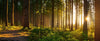 Silent Forest in Spring Morning Wall Mural Wallpaper Mural Deposit Photo Color Original Custom Size