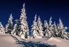 Snow-covered trees in a winter landscape, with a small fragile tree covered in frost – Peel and Stick Wall Murals