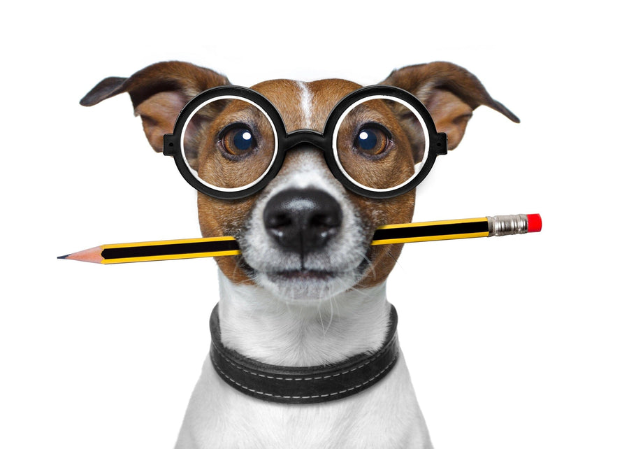 The cozy, bright nursery features the Smart Pup Wall Mural showing a dog with glasses and pencil, plus a white crib, dresser, shelves with photos, green plant, toys on a grey rug, and wooden floors.