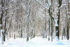 snow covered trees in april – Peel and Stick Wall Murals