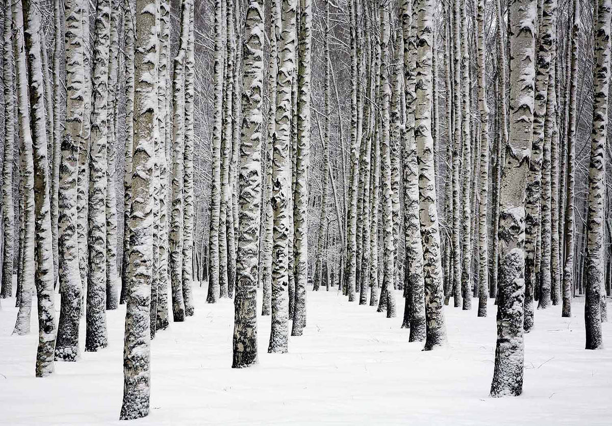 Snowy Birch Trees In Winter Forest Wall Mural