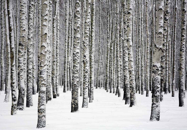Snowy Birch Trees In Winter Forest Wall Mural Wallpaper Mural Deposit Photo Color Original Custom Size