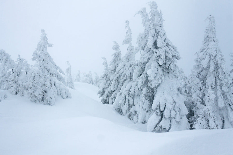 Snow-covered trees in the mountains during a snowy forest whiteout – Peel and Stick Wall Murals