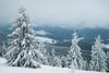 Snow-covered fir trees on a snowy hill in the mountains – Peel and Stick Wall Murals