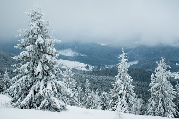 Snow-covered fir trees on a snowy hill in the mountains – Peel and Stick Wall Murals