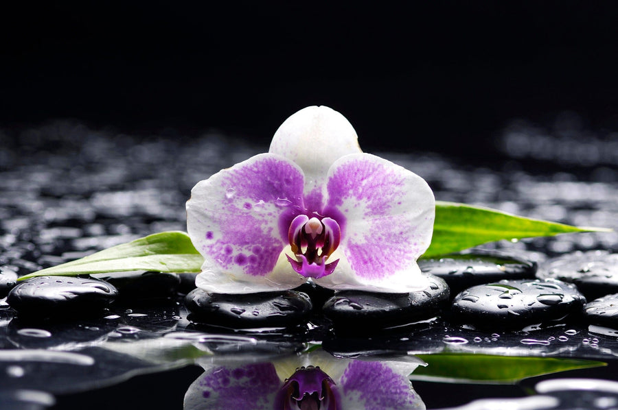A modern living-dining room with wooden floors, blue chairs, and a large Still Flower Wall Mural featuring a pink orchid with water droplets. The stylish interior also includes a dark dining table, plants, pendant lights, and cozy carpet.