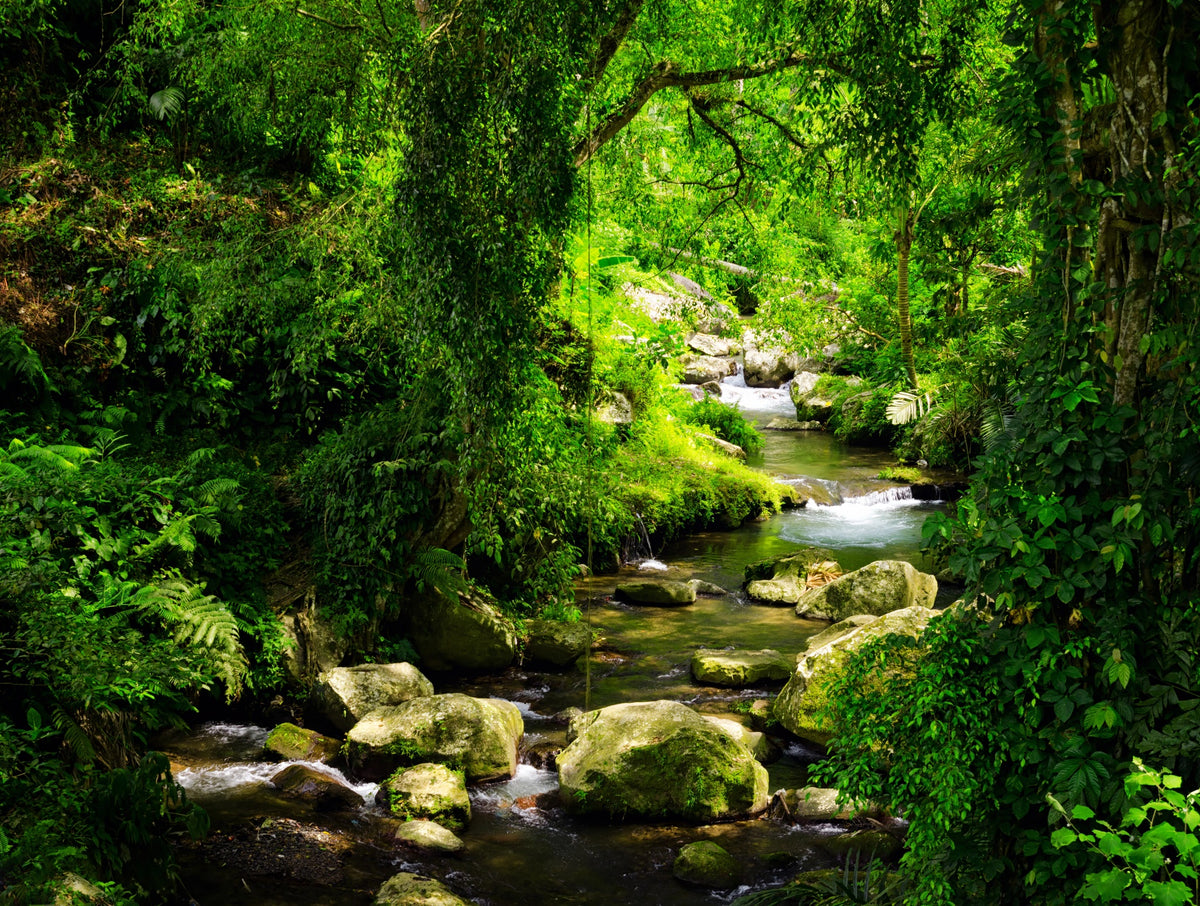 Stream in Green Forest Wall Mural
