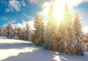 Snow-covered trees under the sun in a stunning winter landscape – Peel and Stick Wall Murals