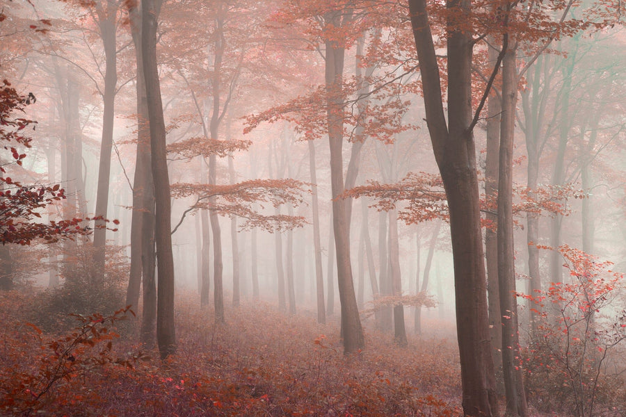 A cozy bedroom features the Fall Foggy Forest Wall Mural, depicting a misty forest with red-leaved trees. The room has a wooden bed, matching nightstands and lamps, a bench, gray rug, potted plant, sheer curtains, and a ceiling fan.